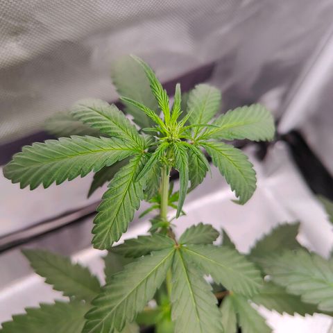 Blueberry Final's Battle #1 growlog photo: Night time