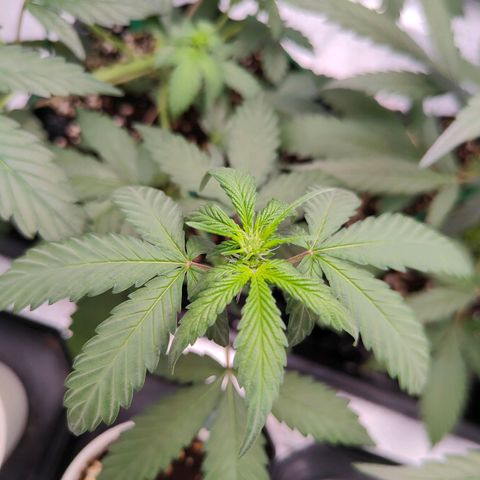 Blueberry Final's Battle #1 growlog photo: Night time