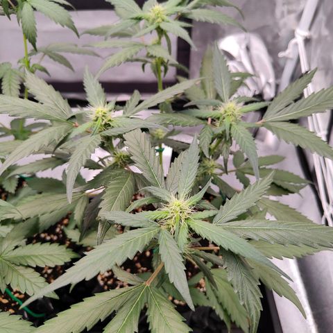 Blueberry Final's Battle #1 growlog photo: Night time