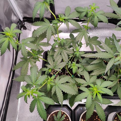 Blueberry Final's Battle #1 growlog photo: Night time