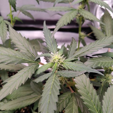 Blueberry Final's Battle #1 growlog photo: Night time