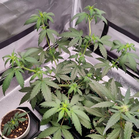 Blueberry Final's Battle #1 growlog photo: Night time