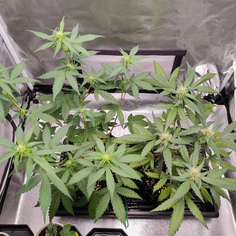 Blueberry Final's Battle #1 growlog photo: @2AM Night time