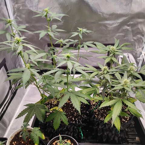 Blueberry Final's Battle #1 growlog photo: @2AM Night time