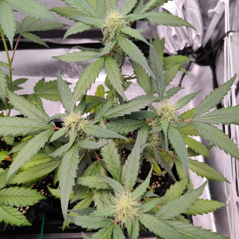 Blueberry Final's Battle #1 growlog photo: @2AM Night time