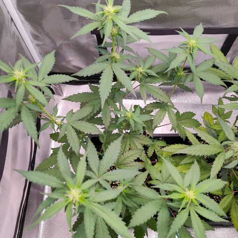 Blueberry Final's Battle #1 growlog photo: @2AM Night time