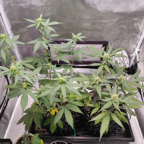 Blueberry Final's Battle #1 growlog photo: @2AM Night time