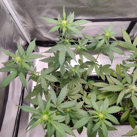 Blueberry Final's Battle #1 growlog photo: @11PM Night time