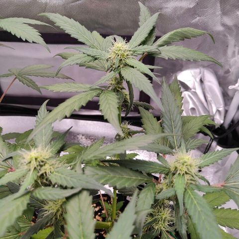 Blueberry Final's Battle #1 growlog photo: @11PM Night time