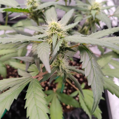Blueberry Final's Battle #1 growlog photo: @11PM Night time
