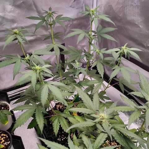 Blueberry Final's Battle #1 growlog photo: @11PM Night time