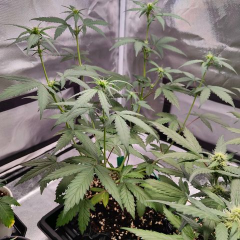 Blueberry Final's Battle #1 growlog photo: @11PM Night time