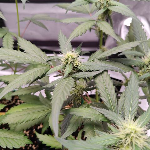 Blueberry Final's Battle #1 growlog photo: @11PM Night time