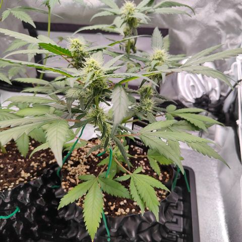 Blueberry Final's Battle #1 growlog photo: @11PM Night time