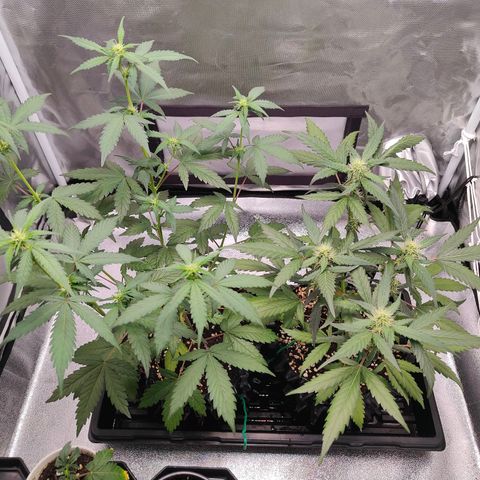 Blueberry Final's Battle #1 growlog photo: @11PM Night time