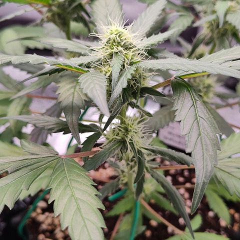 Blueberry Final's Battle #1 growlog photo: @11PM Night time
