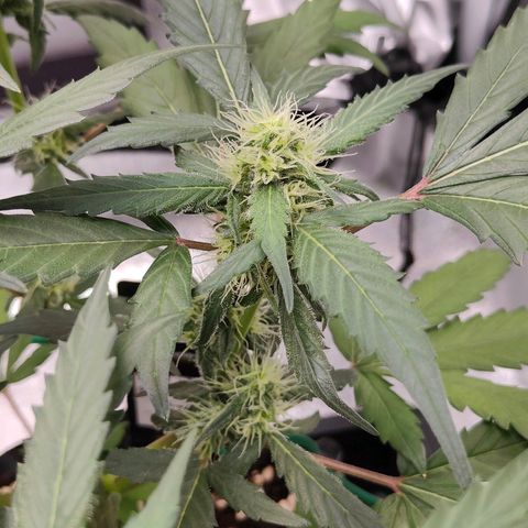 Blueberry Final's Battle #1 growlog photo: @11PM Night time