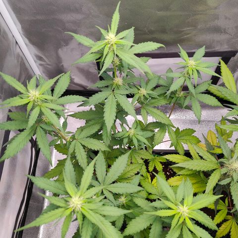 Blueberry Final's Battle #1 growlog photo: @11:37PM Night time