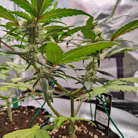 Blueberry Final's Battle #1 growlog photo: @11:37PM Night time