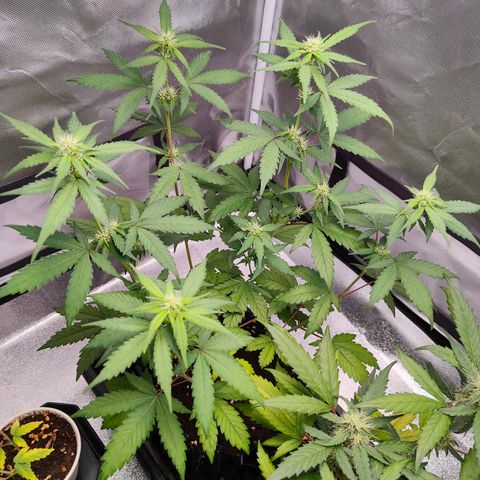Blueberry Final's Battle #1 growlog photo: @11:37PM Night time