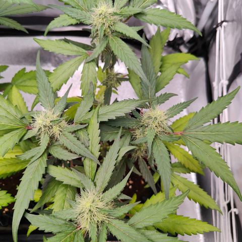 Blueberry Final's Battle #1 growlog photo: @11:37PM Night time