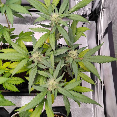 Blueberry Final's Battle #1 growlog photo: @11:37PM Night time