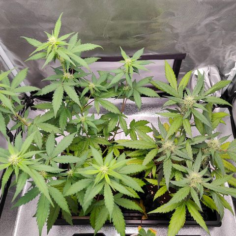 Blueberry Final's Battle #1 growlog photo: @11:37PM Night time