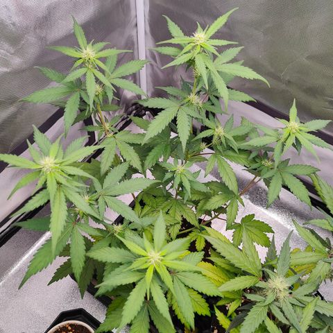 Blueberry Final's Battle #1 growlog photo: @11:37PM Night time