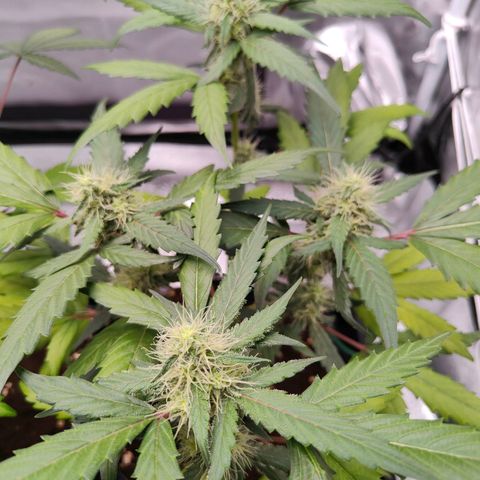 Blueberry Final's Battle #1 growlog photo: @11:37PM Night time
