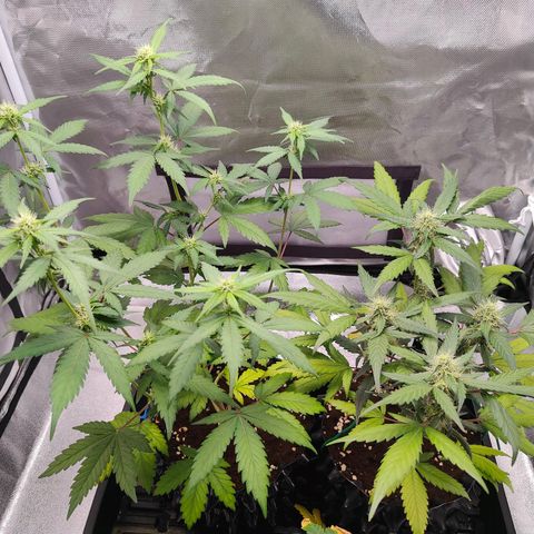Blueberry Final's Battle #1 growlog photo: @11:37PM Night time