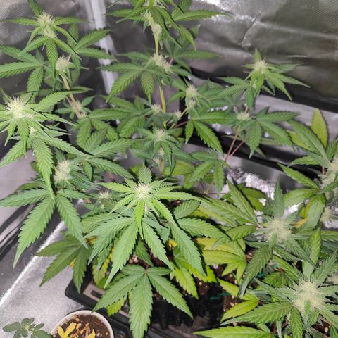 Blueberry Final's Battle #1 growlog photo: @9.30AM Morning time and lights just shut off.