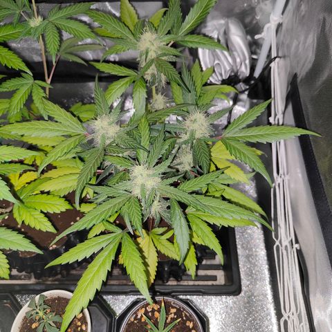 Blueberry Final's Battle #1 growlog photo: @9.30AM Morning time and lights just shut off.