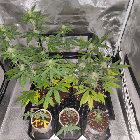 Blueberry Final's Battle #1 growlog photo: @9.30AM Morning time and lights just shut off.