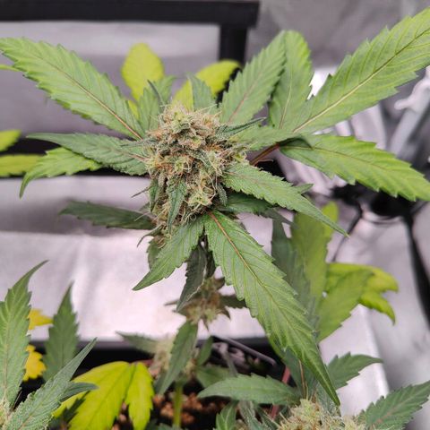Blueberry Final's Battle #1 growlog photo: @3AM Night time