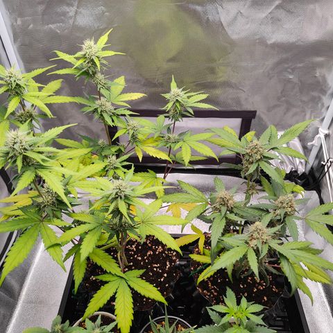 Blueberry Final's Battle #1 growlog photo: @3AM Night time