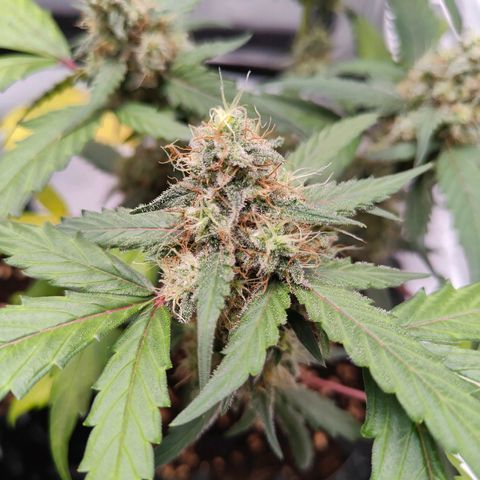 Blueberry Final's Battle #1 growlog photo: @3AM Night time