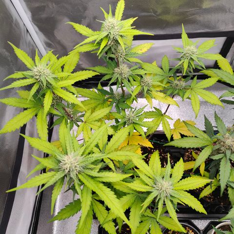 Blueberry Final's Battle #1 growlog photo: @3AM Night time