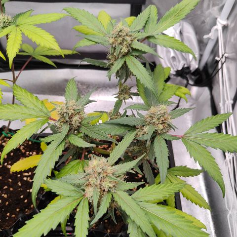 Blueberry Final's Battle #1 growlog photo: @3AM Night time