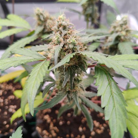 Blueberry Final's Battle #1 growlog photo: @3AM Night time