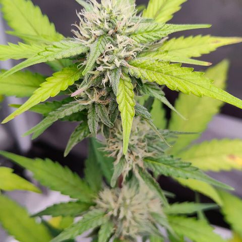 Blueberry Final's Battle #1 growlog photo: @3AM Night time