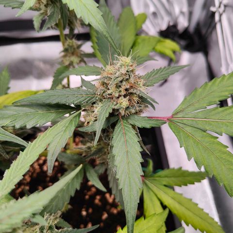 Blueberry Final's Battle #1 growlog photo: @3AM Night time