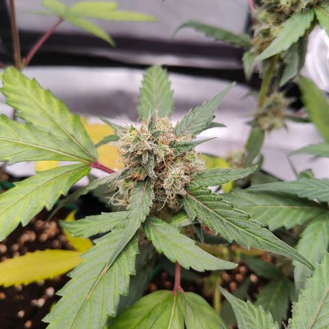 Blueberry Final's Battle #1 growlog photo: @3AM Night time