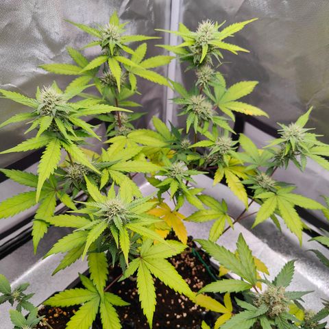 Blueberry Final's Battle #1 growlog photo: @3AM Night time