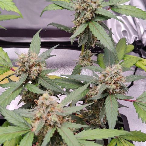 Blueberry Final's Battle #1 growlog photo: @2AM Night time