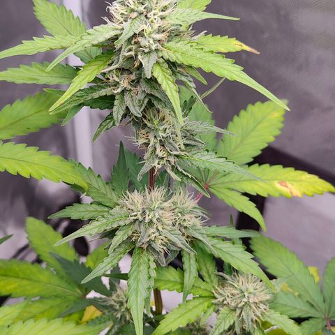Blueberry Final's Battle #1 growlog photo: @2AM Night time