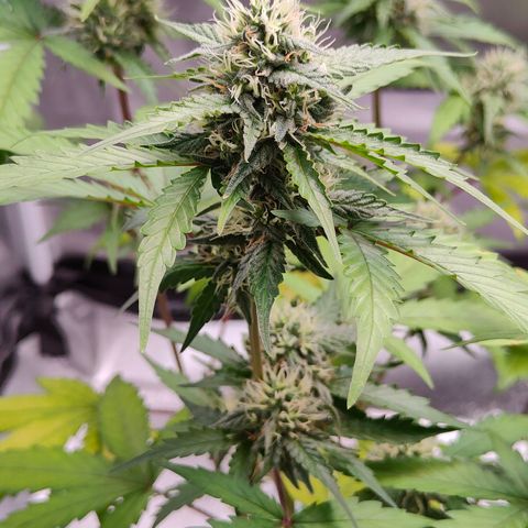 Blueberry Final's Battle #1 growlog photo: @2AM Night time