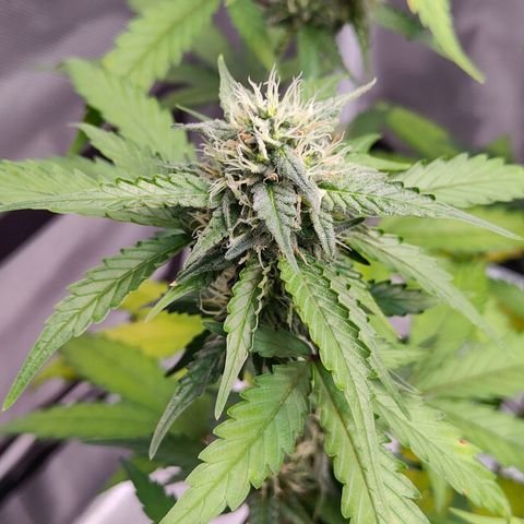 Blueberry Final's Battle #1 growlog photo: @2AM Night time