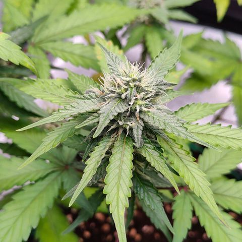 Blueberry Final's Battle #1 growlog photo: @2AM Night time