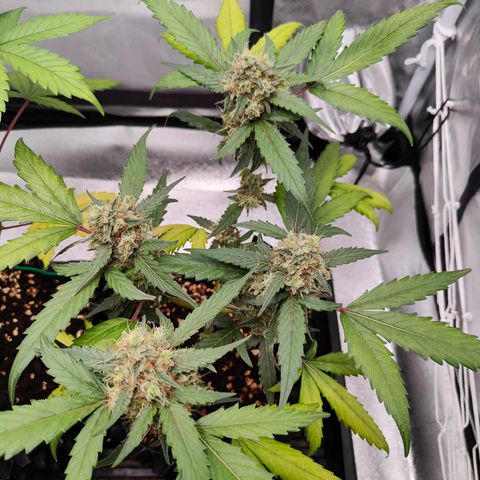 Blueberry Final's Battle #1 growlog photo: @2AM Night time