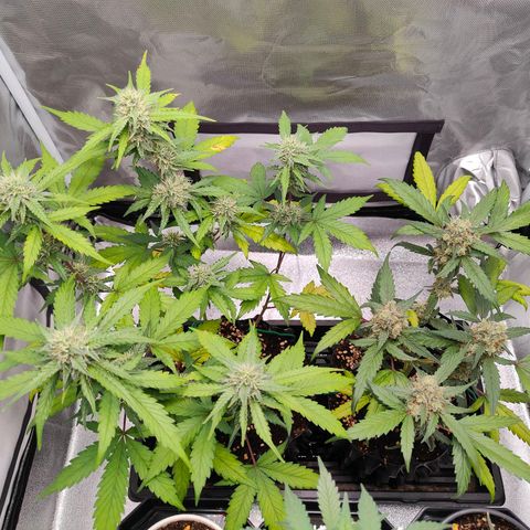 Blueberry Final's Battle #1 growlog photo: @2AM Night time